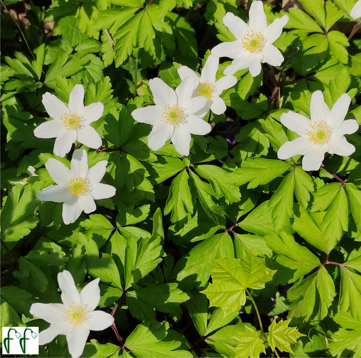 Каталог — Ветреница дубравная (Anemone nemorosa), купить саженцы, семена и  луковицы.